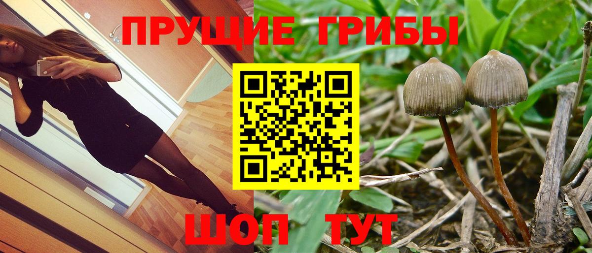 Псилоцибиновые грибы мицелий Норильск